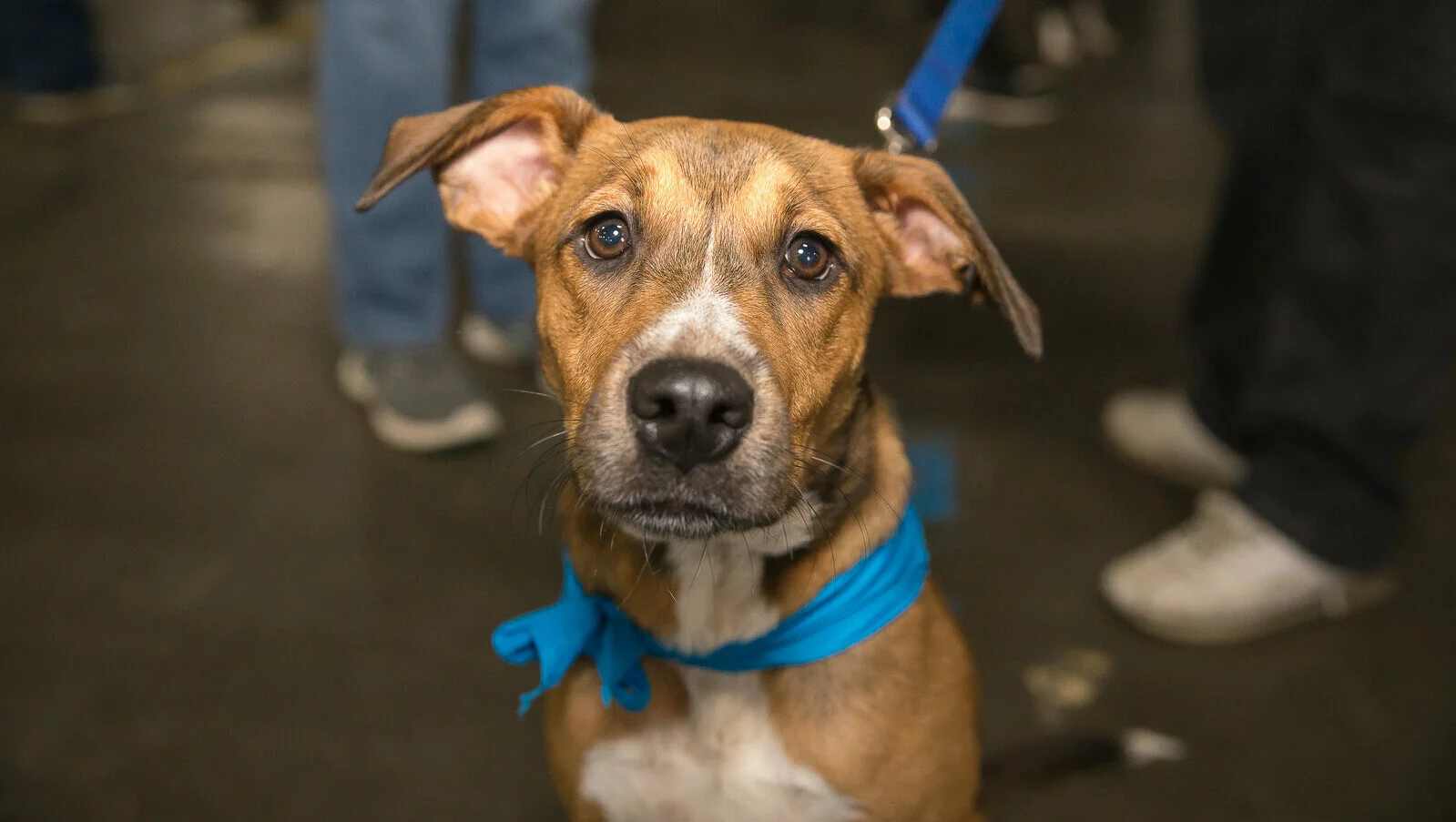 A brown and white dog with a blue bandana around its neck looks up at the camera, standing on a dark floor. People’s legs and shoes are visible in the background.
