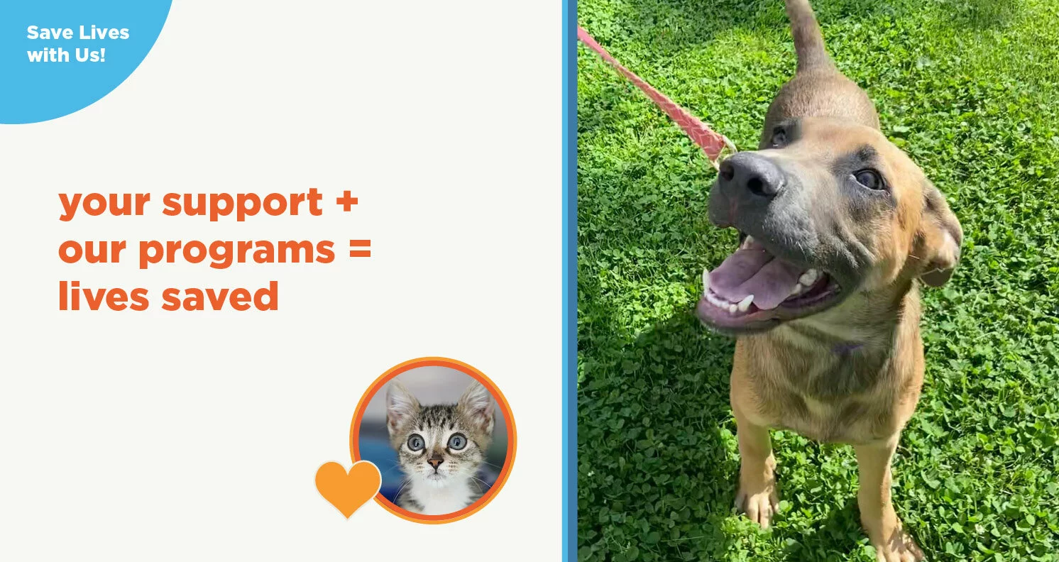 A happy brown puppy on a leash stands on green grass. Text on the left reads, your support + our programs = lives saved, with a small image of a kitten and a heart below the text.