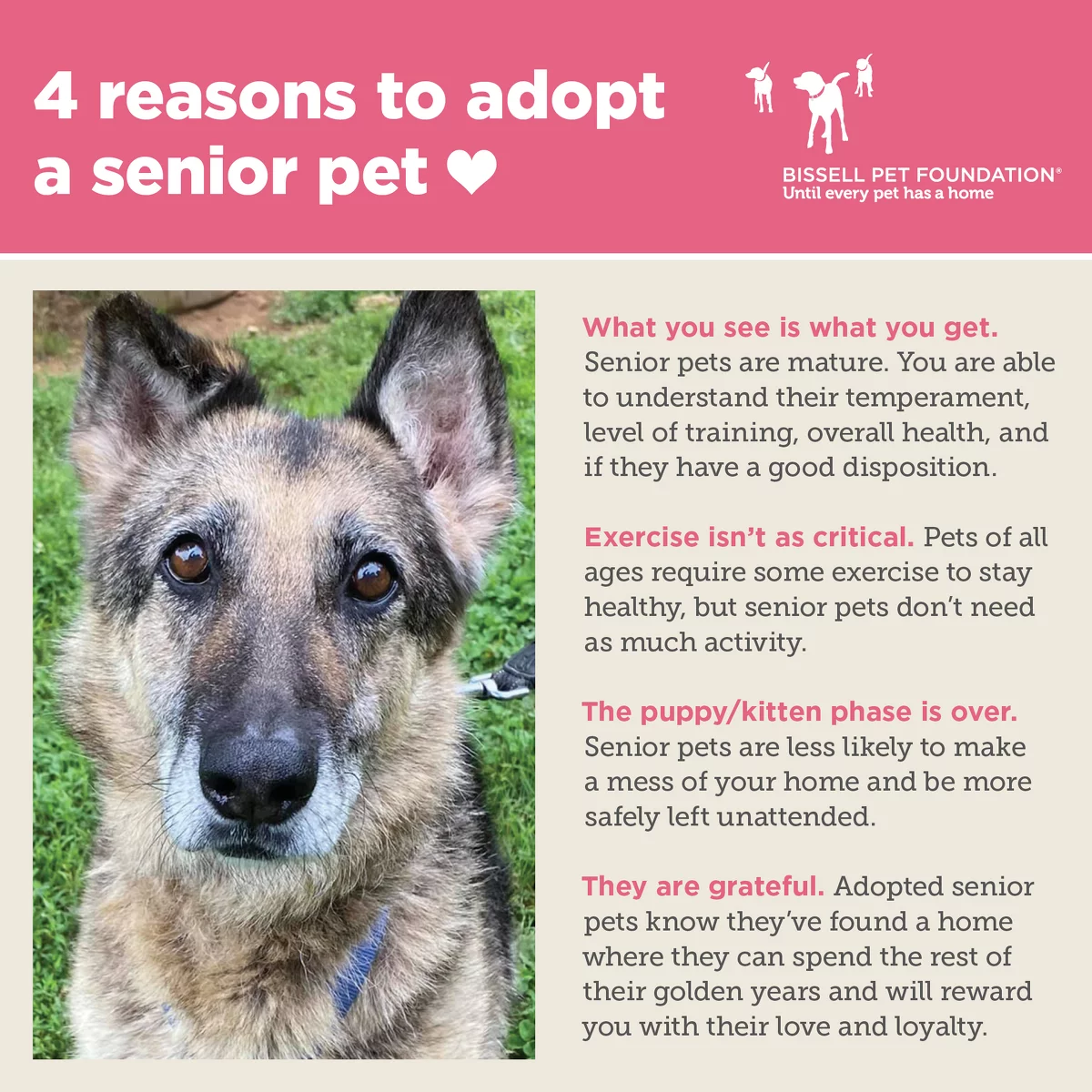 A German Shepherd with alert ears looks at the camera. Text explains 4 reasons to adopt a senior pet: 1. What you see is what you get. Senior pets are mature. You are able to understand their temperament, level of training, overall health, and if they have a good disposition. 2. Exercise isn't as critical. Pets of all ages require some exercise to stay healthy, but senior pets don't need as much activity. 3. The puppy/kitten phase is over. Senior pets are less likely to make a mess of your home and be more safely unattended. 4. They are grateful. Adopted senior pets know they've found a home where they can spend the rest of their golden years and will reward you with their love and loyalty. Bissell Pet Foundation logo appears.