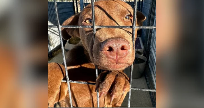 A brown dog with light eyes stands behind the bars of a metal cage, pressing its nose and paw against the bars, looking outward with a hopeful expression. Sunlight highlights its face and fur.