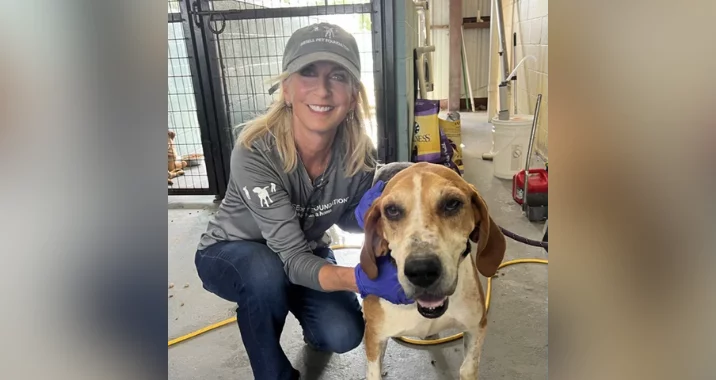 A smiling woman in a gray shirt and hat kneels indoors next to a brown and white dog, gently holding its side. The setting appears to be an animal shelter or kennel.