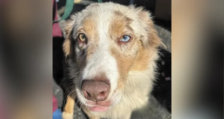 A close-up of a dog with light brown and white fur, one blue eye and one brown eye, looking up towards the camera in bright sunlight.