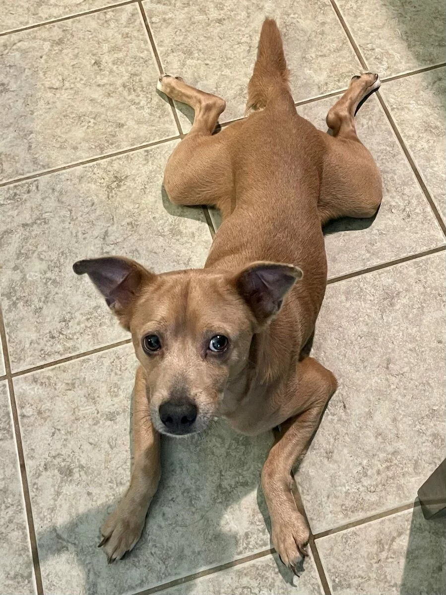 A small tan dog lies flat on a tiled floor with its back legs splayed out behind it and looks up toward the camera with alert, curious eyes.