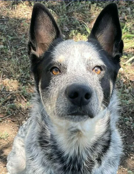 A close-up of an alert Australian Cattle Dog with upright ears and amber eyes, sitting outdoors on grass and dirt, looking directly at the camera.