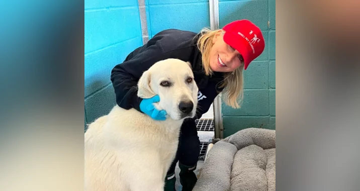 A smiling woman in a red hat and blue gloves pets a large white dog inside an animal shelter with teal walls and a padded gray dog bed nearby.