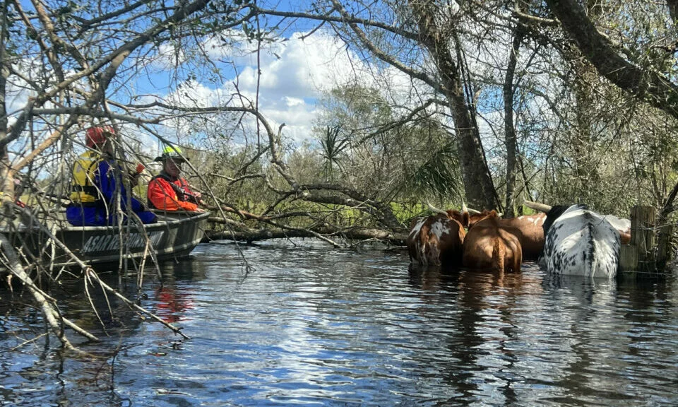 Two people in a boat observe a group of cows standing in floodwater among partially submerged trees on a sunny day. The scene suggests a rescue or search effort after flooding.