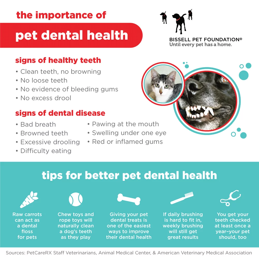 Infographic about the importance of pet dental health. Signs of healthy teeth include clean teeth with no browning, no loose teeth, no evidence of bleeding gums, no excess drool. Signs of dental disease include bad bread, browned teeth, excessive drooling, difficulty eating, pawing at the mouth, swelling under one eye, red or inflamed gums. The bottom of the graphic includes icons with tips for better pet dental health, the tips are: raw carrots can act as a dental floss for pets, chew toys and rope toys will naturally clean a dog's teeth as they play, giving your pet dental treats is one of the easiest ways to improve their dental health, if daily brushing is hard to fit in-weekly brushing will still get great results, you get your teeth checked at least once a year-your pet should, too. Sources: PetCareRX Staff Vets, Animal Medical Center & American Veterinary Medical Association.