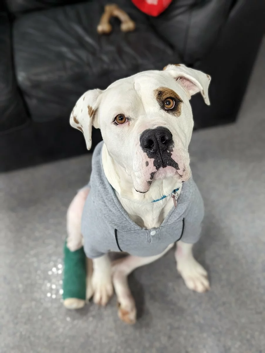A white dog with a brown spot over one eye sits on a gray carpet, wearing a gray hoodie and a green bandage on its back leg, looking up with a gentle expression. A black couch and a dog bone are in the background.
