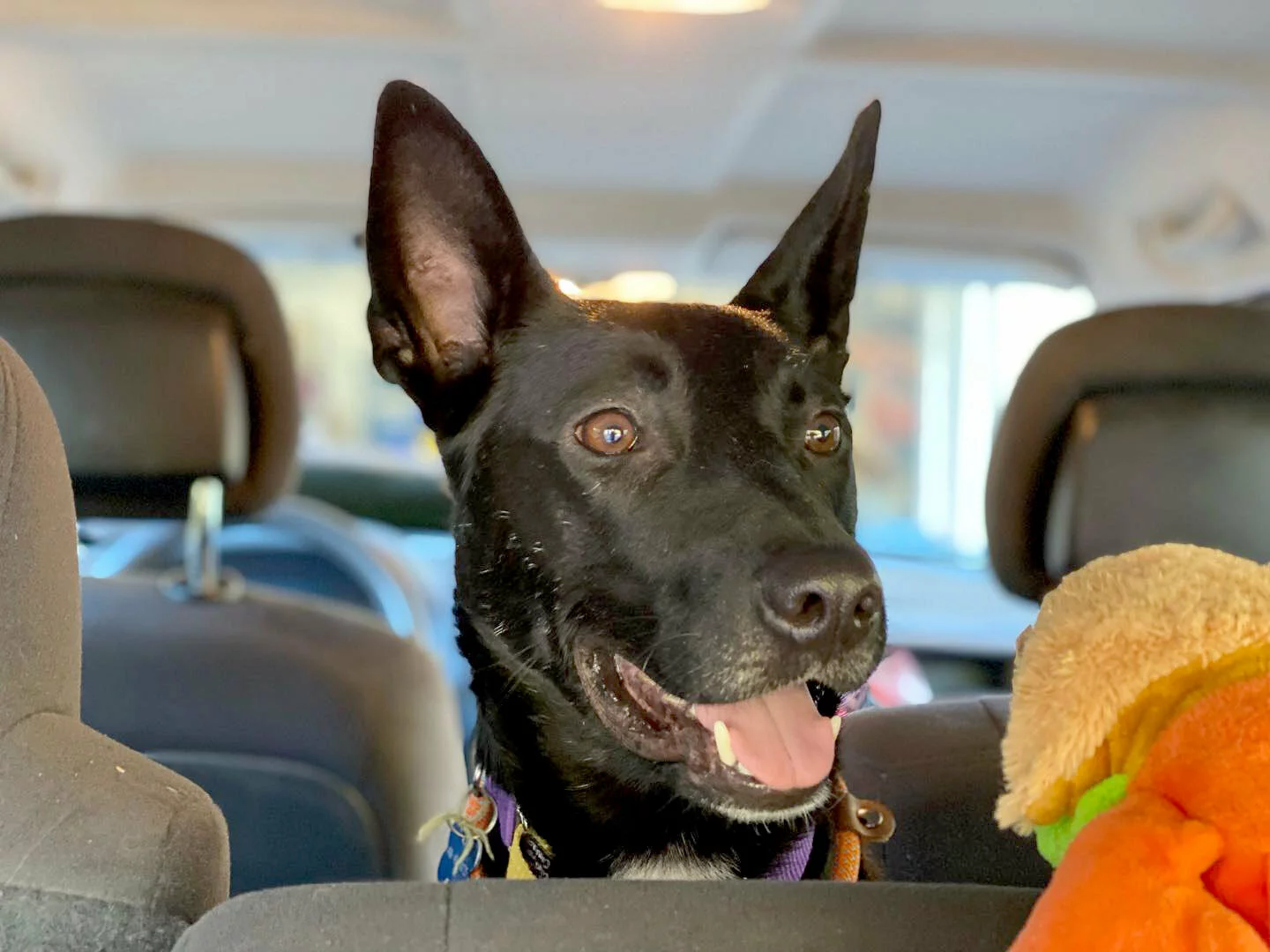 A black dog with one ear up and one ear flopped over sits in the backseat of a car, looking out with a happy expression. A colorful plush toy is visible beside the dog.