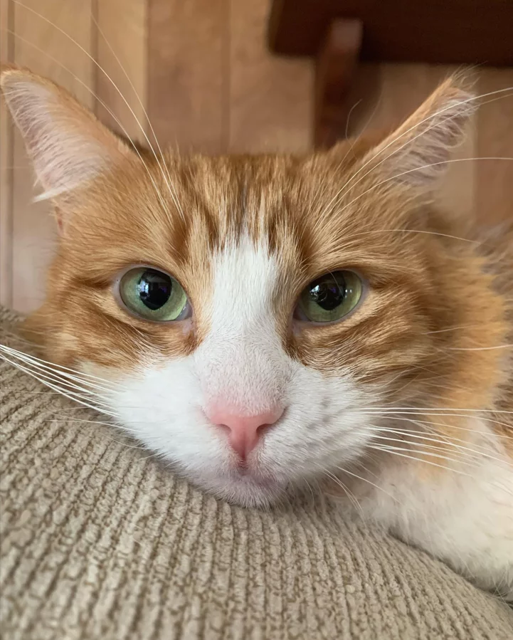Close-up of an orange and white cat lying on a textured beige cushion, looking directly at the camera with green eyes. The background shows light-colored wooden panels.