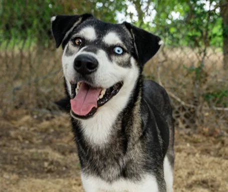 A happy black and white dog with one blue eye and one brown eye stands outdoors, mouth open and tongue out, in front of a chain-link fence and green foliage.
