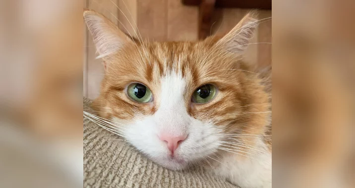 Close-up of an orange and white cat with green eyes resting its head on a textured beige surface, looking directly at the camera with a relaxed expression.