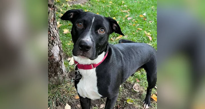 A black dog with a white chest and a pink collar stands on grass beside a tree, looking up at the camera with a curious expression. Yellow and brown leaves are scattered on the ground.