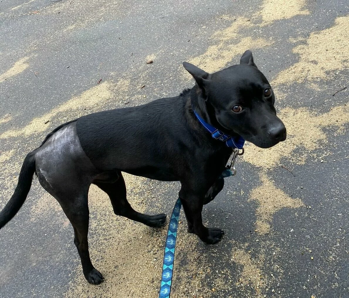 A black dog with a shaved patch on its hip stands on a leash, looking up at the camera on a speckled pavement. The dog wears a blue collar and matching leash.
