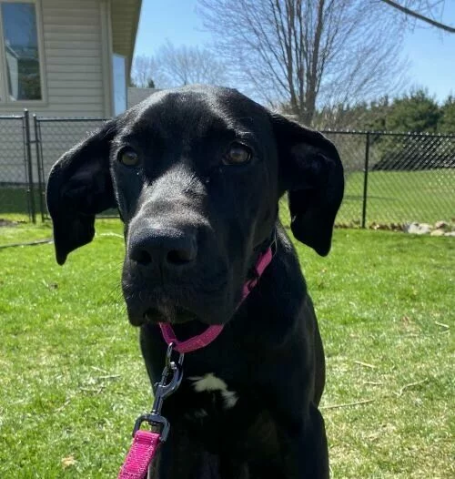 A black dog with a pink leash sits on green grass in a sunny backyard, with a fence, house, and trees in the background.