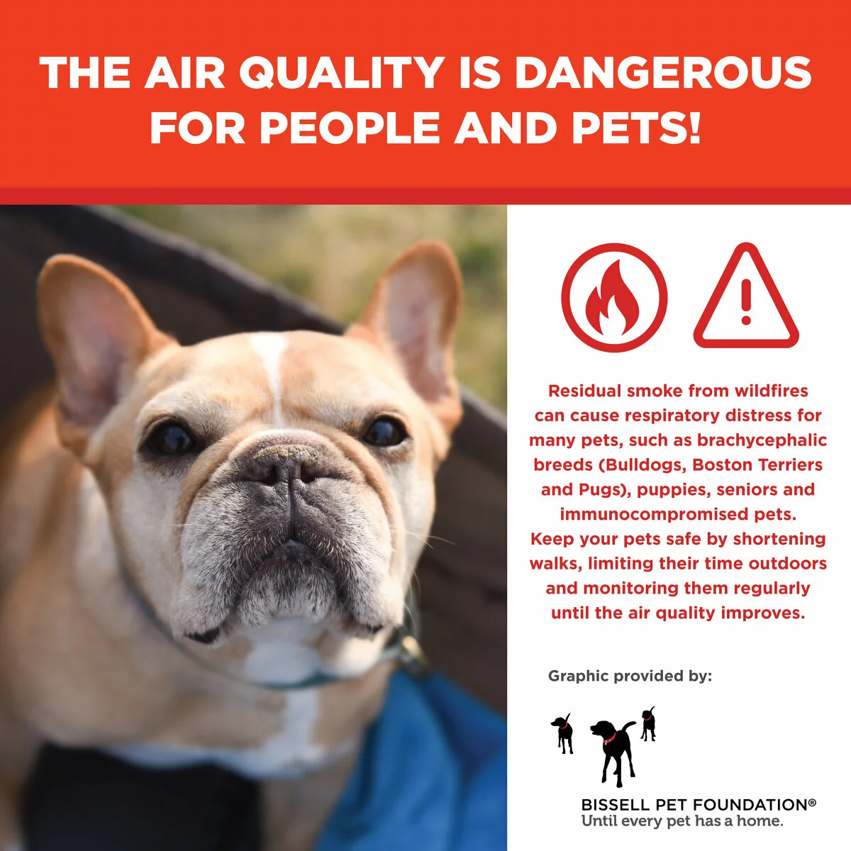 A tan French Bulldog looks up with concern. Text warns that wildfire smoke is dangerous for pets and people and advises shortening walks and monitoring pets until air quality improves. Sensitive pets include brachycephalic breeds (bulldogs, Boston terriers, pugs), puppies, seniors and immunocompromised pets. Bissell Pet Foundation logo is included.