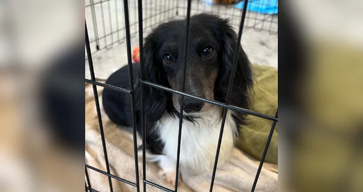 A small black and white dog with long fur lies on a blanket inside a metal crate, looking up with wide, expressive eyes.