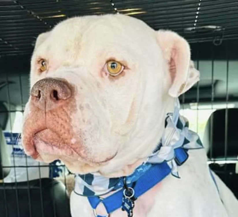 A white dog with amber eyes and a blue collar sits inside a vehicle, looking slightly to the side. The dog also wears a patterned bandana around its neck.
