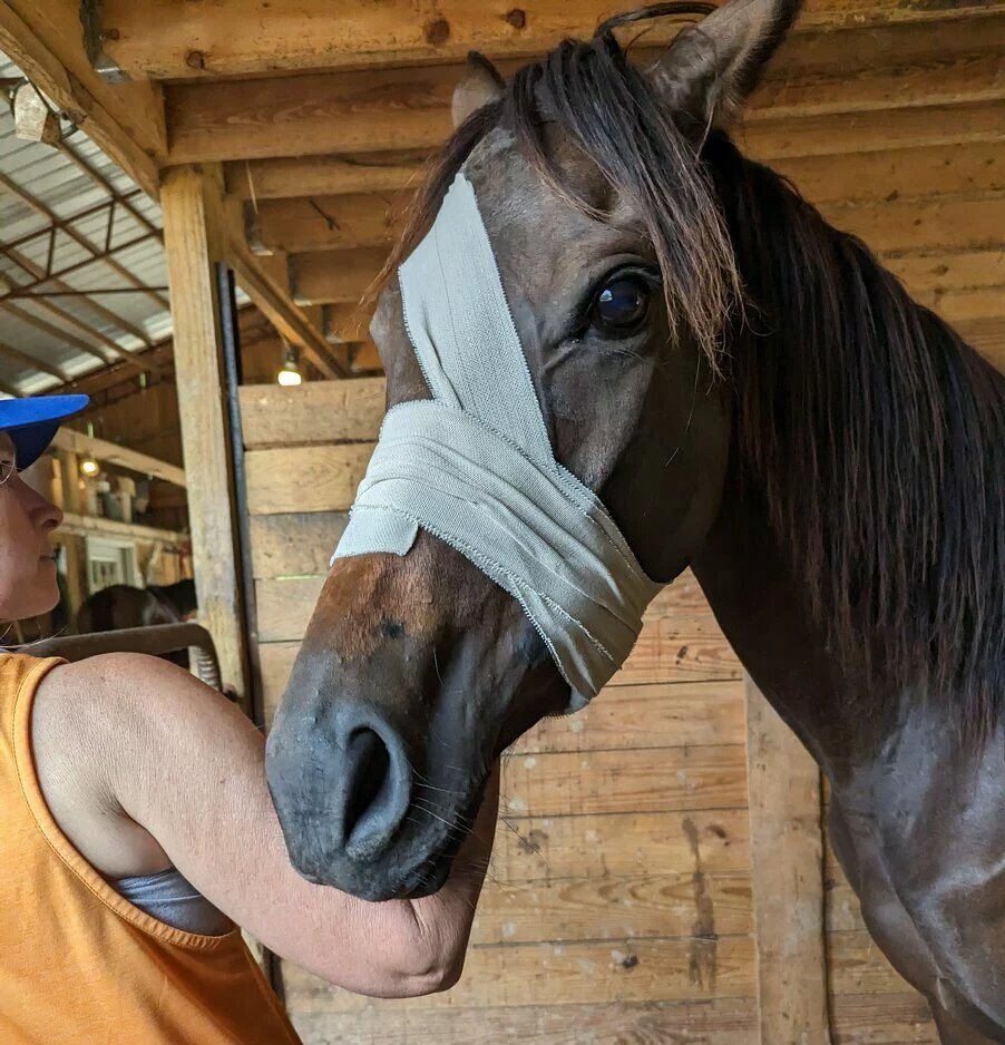 A brown horse with a bandaged head stands in a wooden barn. A person in an orange tank top and blue hat gently holds the horse’s head, providing care and comfort.