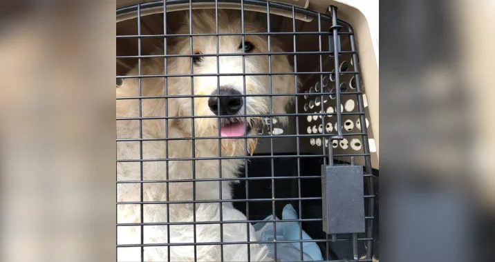 A fluffy, light-colored dog sits inside a pet crate, looking out through the metal bars with its mouth slightly open and tongue visible. A light blue blanket is also inside the crate.
