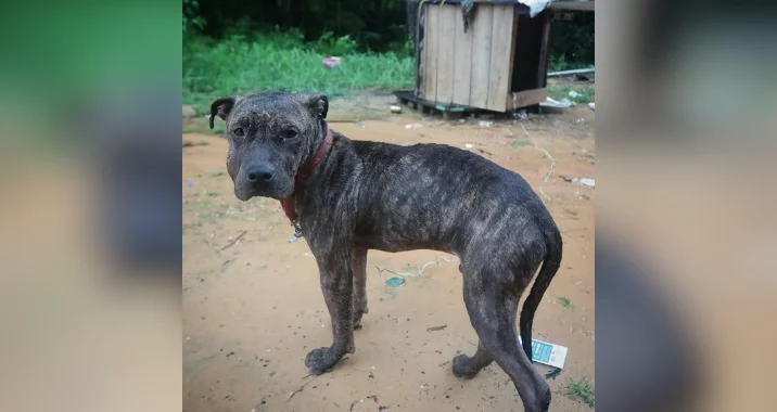 A brown brindle dog with a red collar stands on dirt near a damaged wooden doghouse, looking toward the camera. The background is a mix of scattered debris and green foliage.
