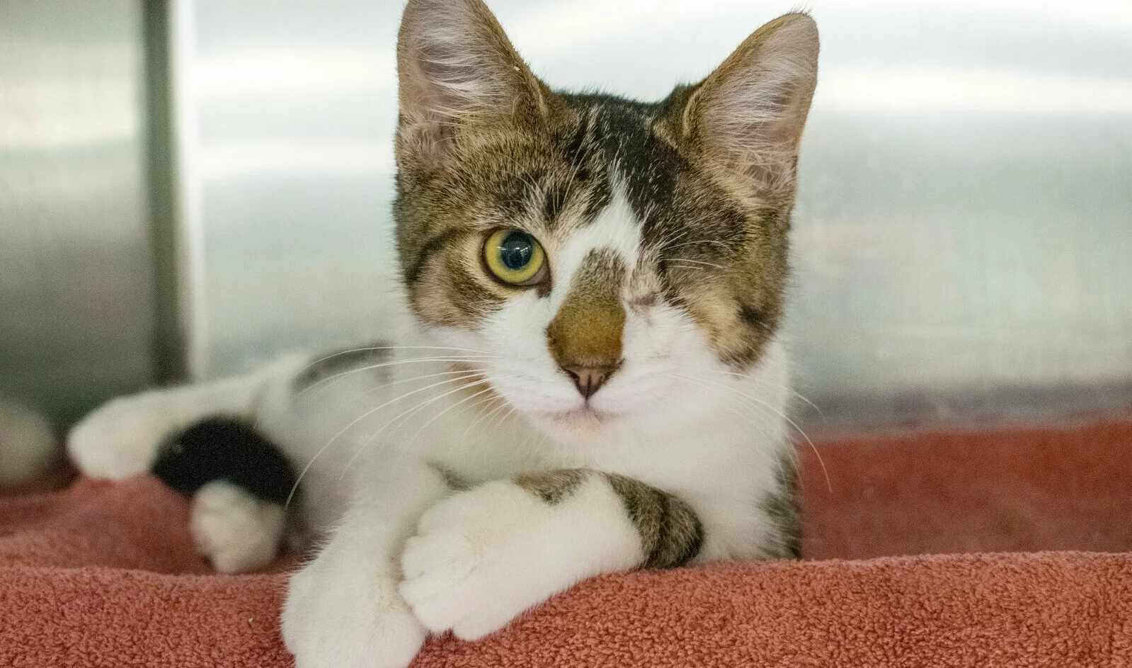 one eyed kitten