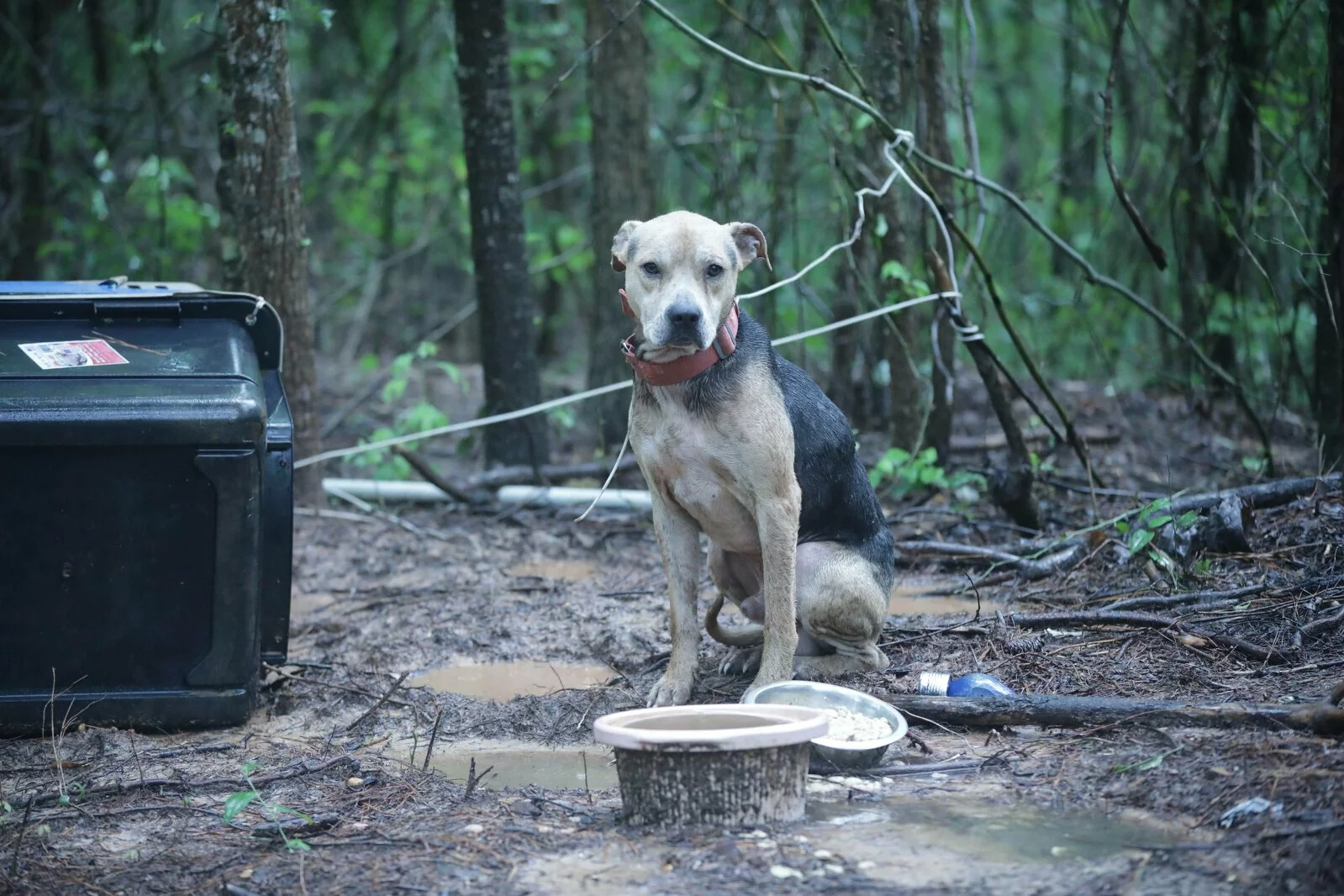 A thin dog with a worn collar sits on muddy ground in a forest, next to a black plastic container and two bowls, looking directly at the camera. The surroundings appear damp and overgrown.