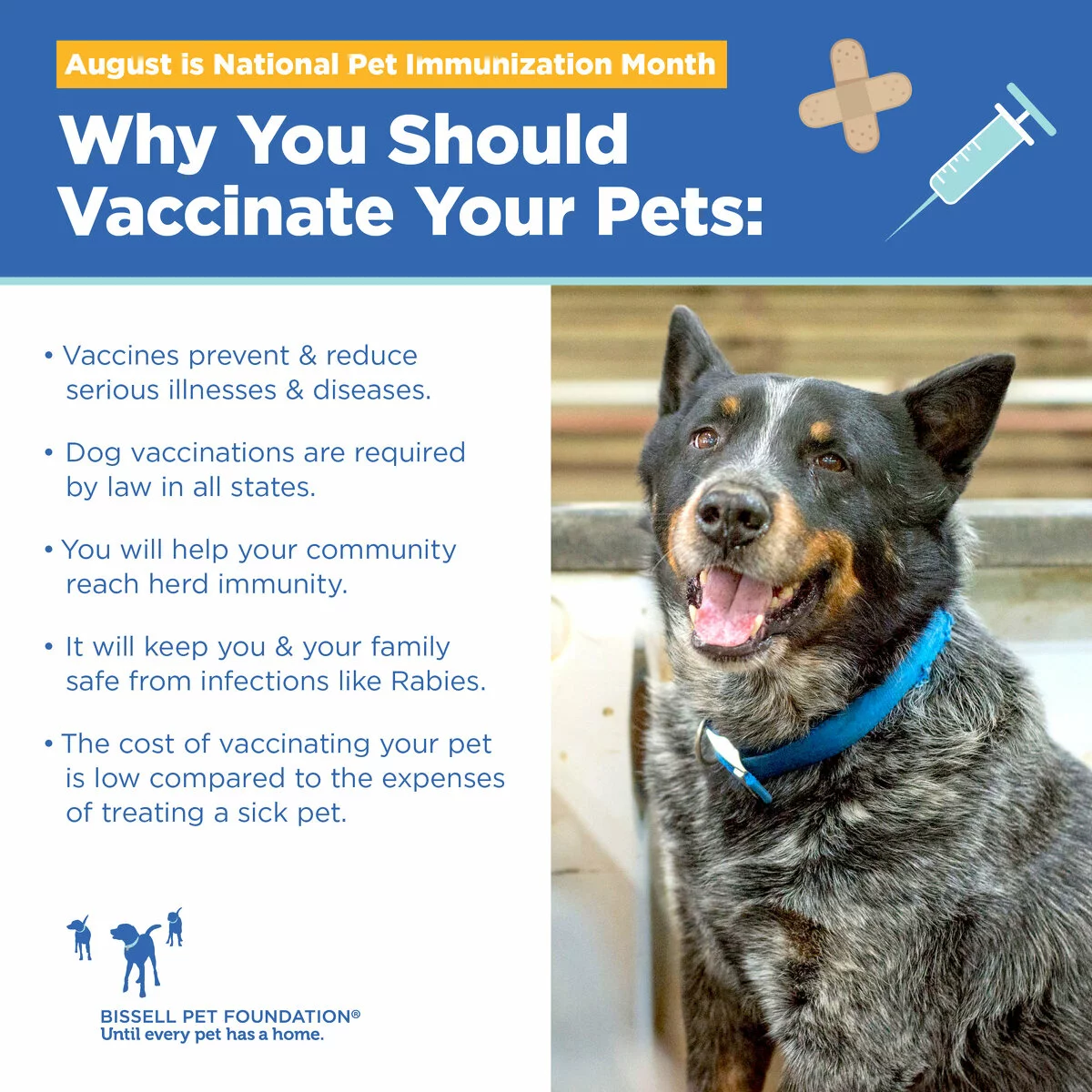 A flyer for National Pet Immunization Month features a happy black and gray dog and lists reasons to vaccinate pets: vaccines prevent and reduce serious illness and diseases, dog vaccinations are required by law in all states, you will help your community with herd immunity, it will keep you and your family safe from infections like rabies, the cost of vaccinating your pet is low compared to the expenses of treating a sick pet.