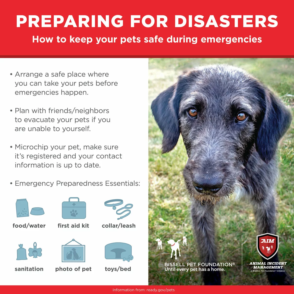 A disaster preparedness guide for pet owners features a dog and lists steps: arrange a safe place, plan with friends/neighbors, microchip your pet, and gather essentials like food, water, first aid, collar/leash, sanitation, photo, and toys/bed.