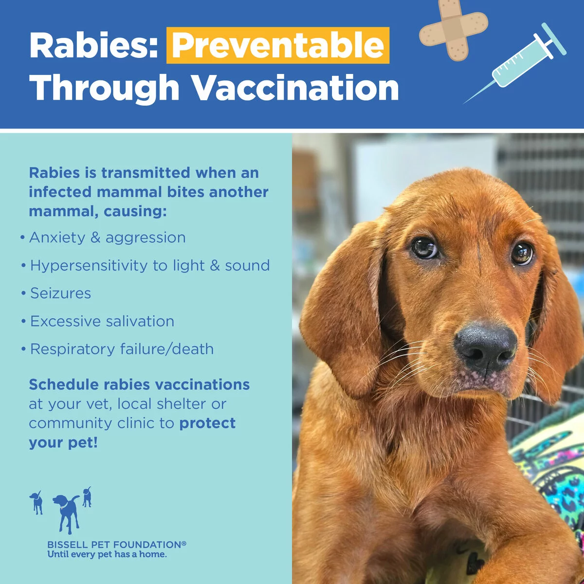 A brown dog looks at the camera next to text about rabies prevention through vaccination, listing symptoms and urging pet owners to vaccinate to protect their pets. A syringe and bandage graphic are in the top corner. Text reads: Rabies is transmitted when an infected mammal bites another mammal, causing: anxiety and aggression, hypersensitivity to light and sound, seizures, excessive salivation, respiratory failure/death. Schedule rabies vaccinations at your vet, local shelter or community clinic to protect your pet!