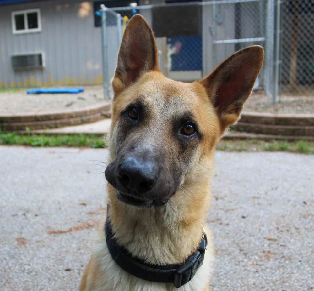 A German Shepherd dog with large, upright ears and a black collar tilts its head while looking at the camera, standing outside near a building and a chain-link fence.