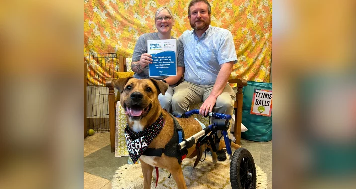 A smiling woman and man sit together indoors behind a brown dog in a wheelchair. The woman holds an adoption sign and the dog wears a bandana that says Adopted. A tennis ball container is visible in the background.