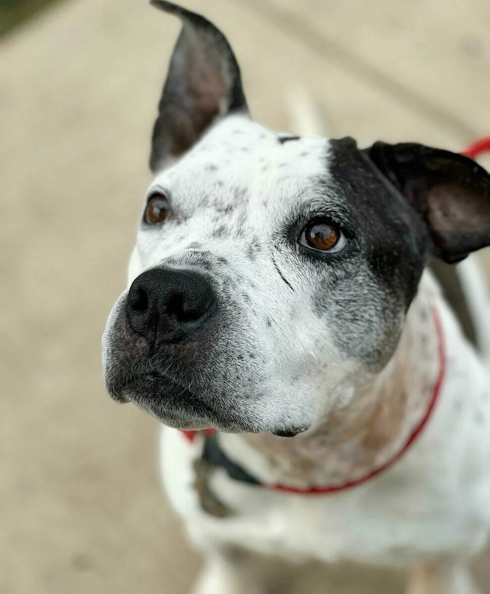 Close-up of a white dog with black spots and floppy ears looking upward, wearing a red collar. The background is blurred, showing a paved surface.