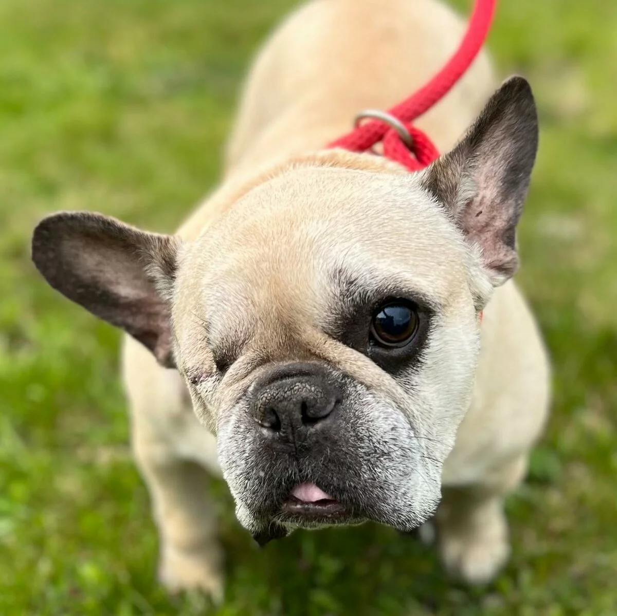 A tan French bulldog with one eye, a gray muzzle, and a pink tongue peeking out stands on grass, wearing a red leash and looking up toward the camera.