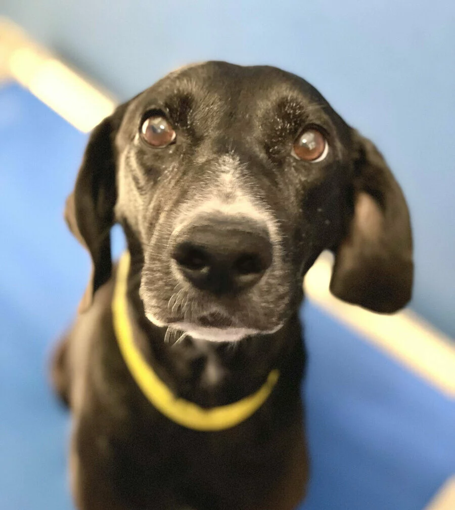 A black dog with a white patch on its snout and a yellow collar looks up at the camera, sitting on a blue surface with a blurred background.