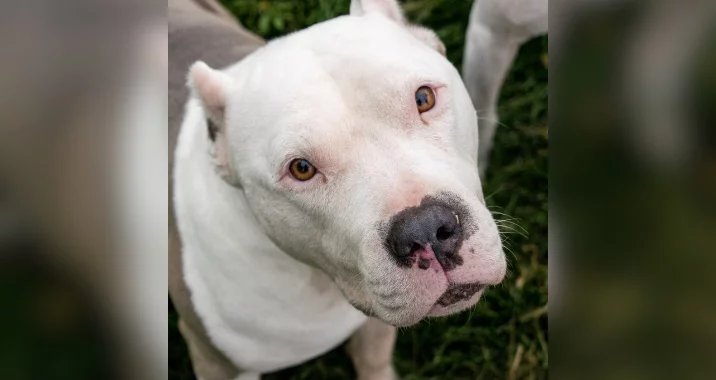 A close-up of a dog with a white face and light brown eyes, looking up with a curious expression. The dog is standing on grass.