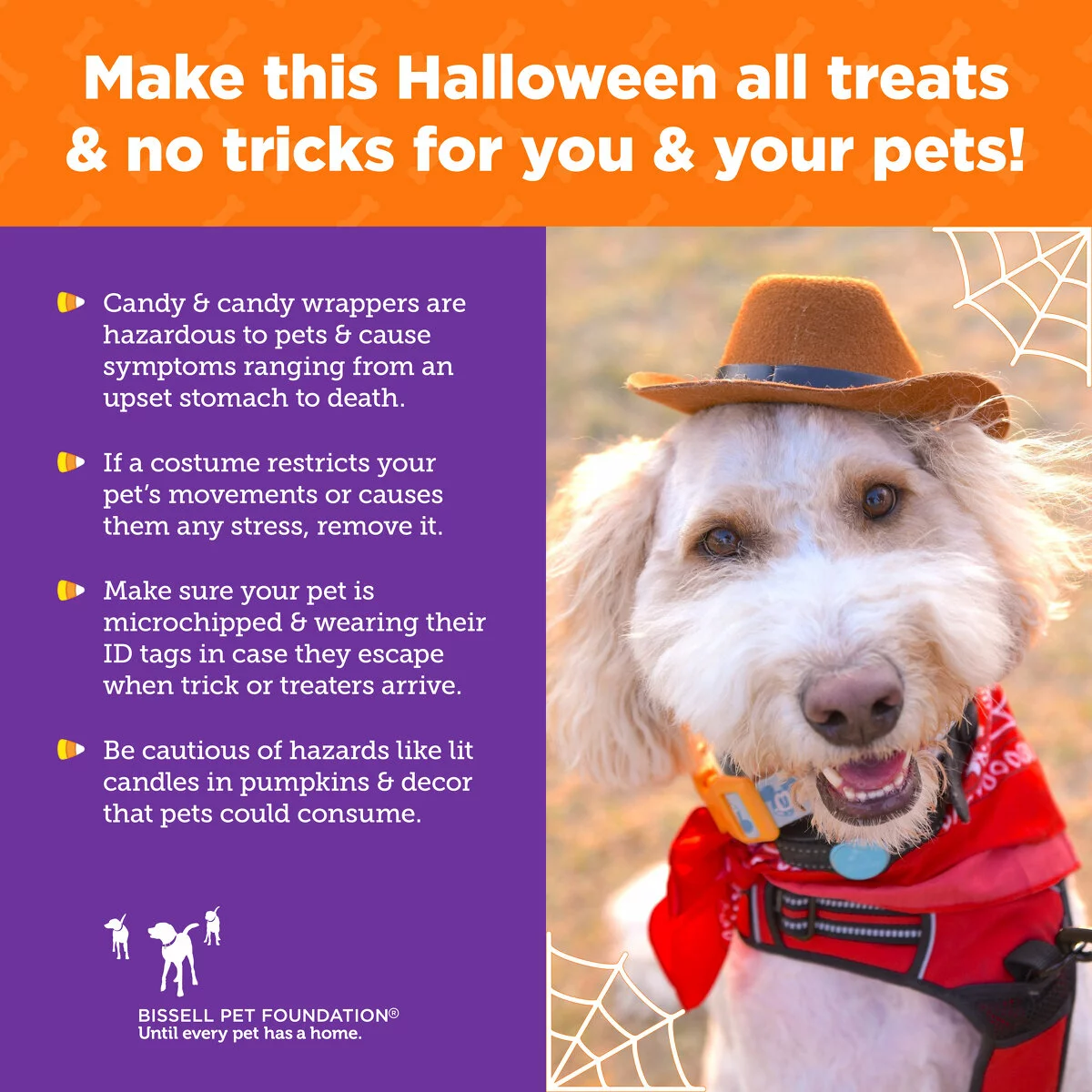 A fluffy light-colored dog wearing a brown cowboy hat and blue bandana stands outside. Text offers Halloween pet safety tips, including avoiding candy, costume discomfort, open flames, and ensuring pets are microchipped and wearing ID.