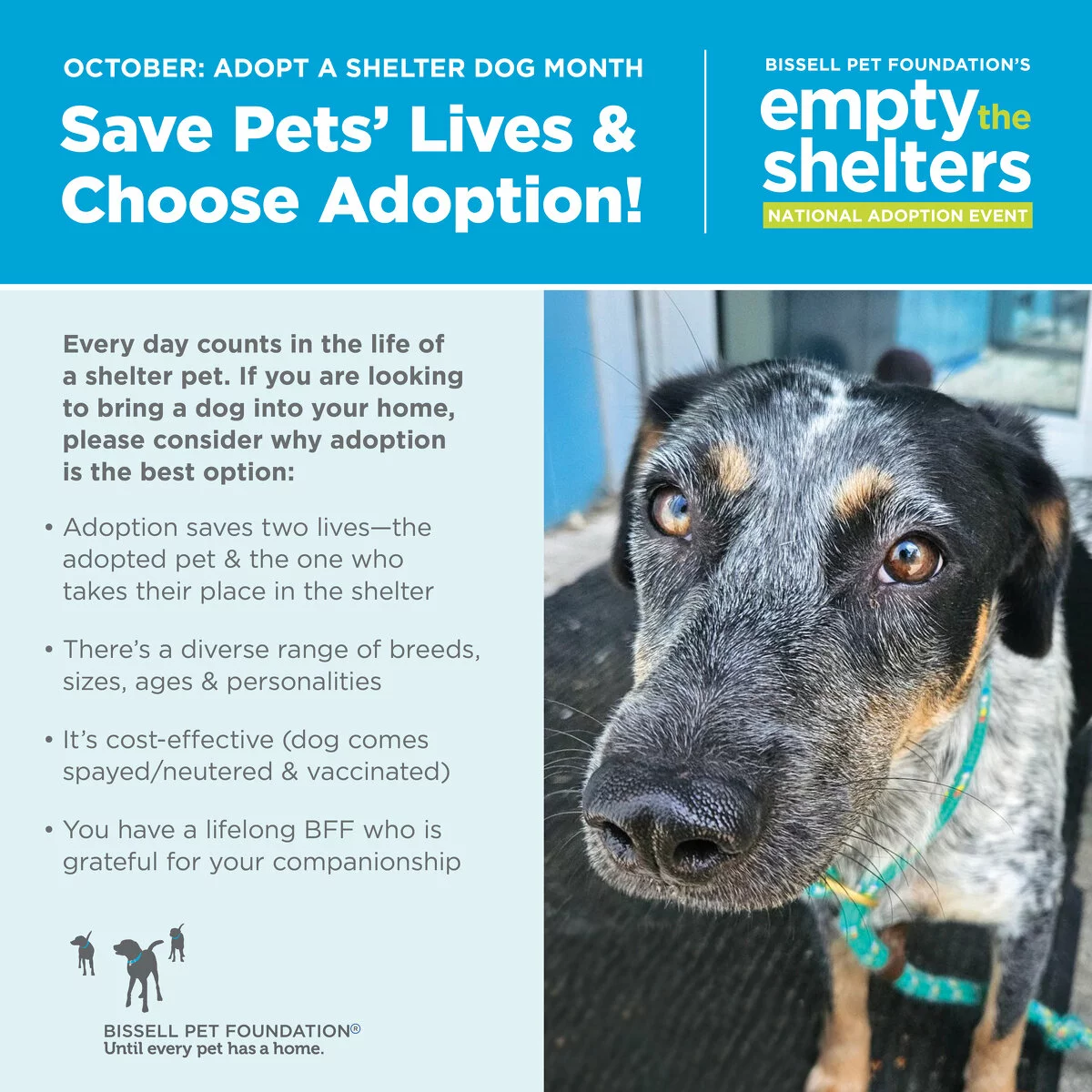 A promotional graphic for BISSELL Pet Foundation’s “Empty the Shelters” adoption event features a close-up of a dog and lists benefits of adopting pets: Every day counts in the life of a shelter pet. If you are looking to bring a dog into your home, please consider why adoption is the best option: Adoption saves two lives, the adopted pet and the one who takes their place in the shelter. There's a diverse range of breeds, sizes, ages and personalities. It's cost-effective (dog comes spayed/neutered and vaccinated). You have a lifelong BFF who is grateful for your companionship.