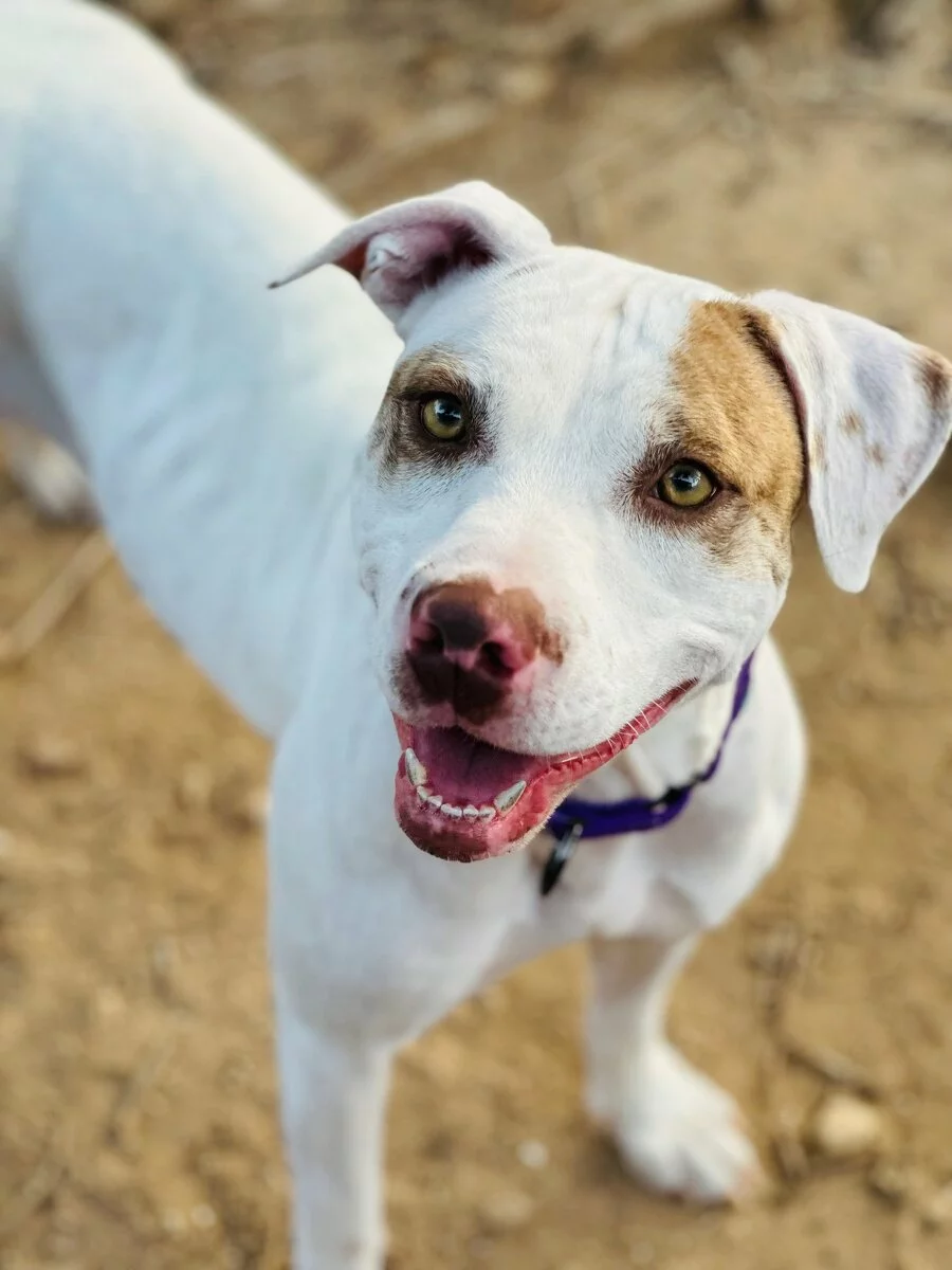 A white dog with light brown patches on its face stands on sandy ground, looking up with bright eyes and an open mouth, appearing happy. The dog wears a blue collar.