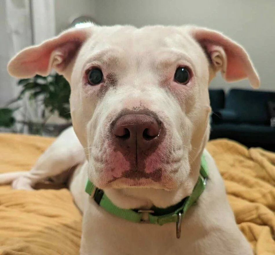 A close-up of a white dog with light eyes and a green collar, lying on a mustard yellow blanket indoors. The dog has floppy ears and looks directly at the camera with a calm expression.