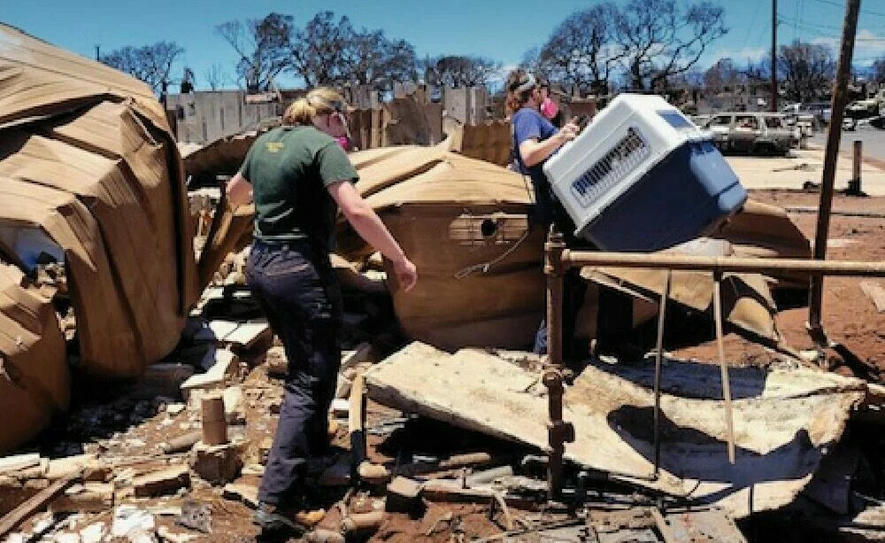 Two people wearing masks walk through debris and damaged structures, carrying a large pet crate, in a disaster-stricken area with burned trees and destroyed buildings in the background.