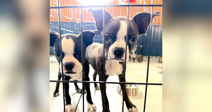 Two black and white Boston Terrier puppies stand close together behind a metal fence, looking out with curious expressions. Dog bowls and a blue background are visible in the enclosure.