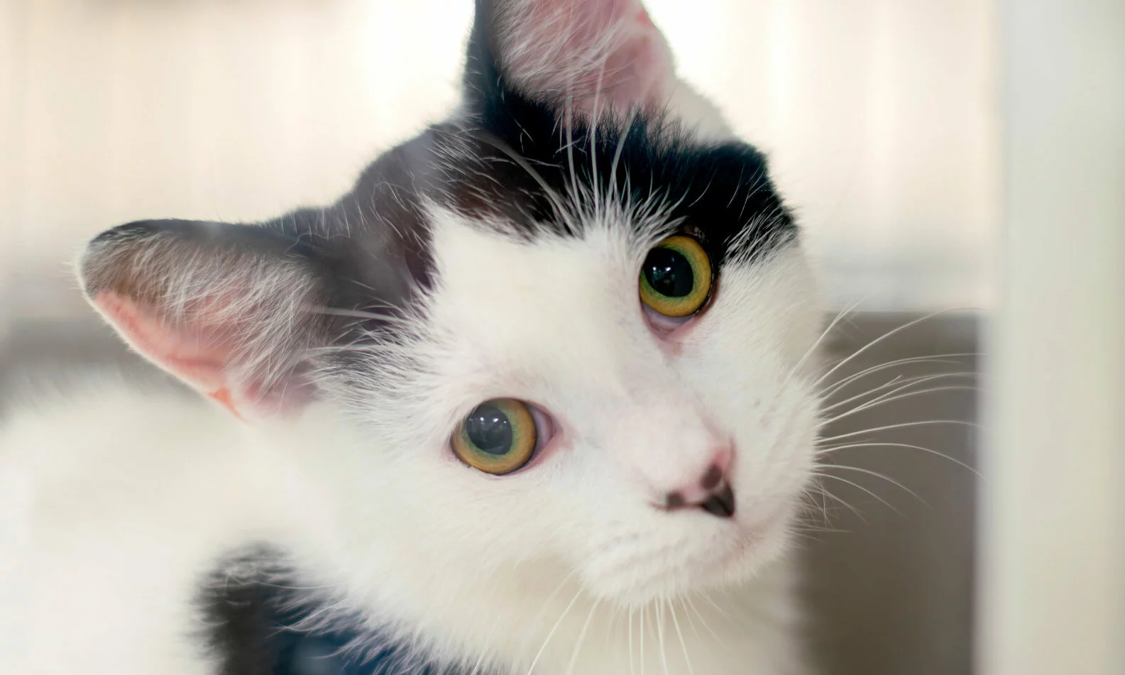 A close-up of a curious black and white cat with yellow-green eyes, tilting its head slightly to the side, looking directly at the camera.