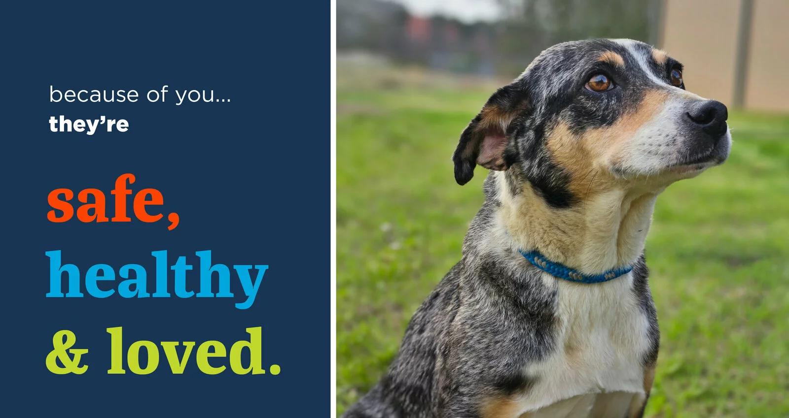 A dog with a blue collar sits on grass, looking up. Text on the left reads: because of you... they’re safe, healthy & loved. The words safe, healthy, and loved are highlighted in orange, blue, and yellow.