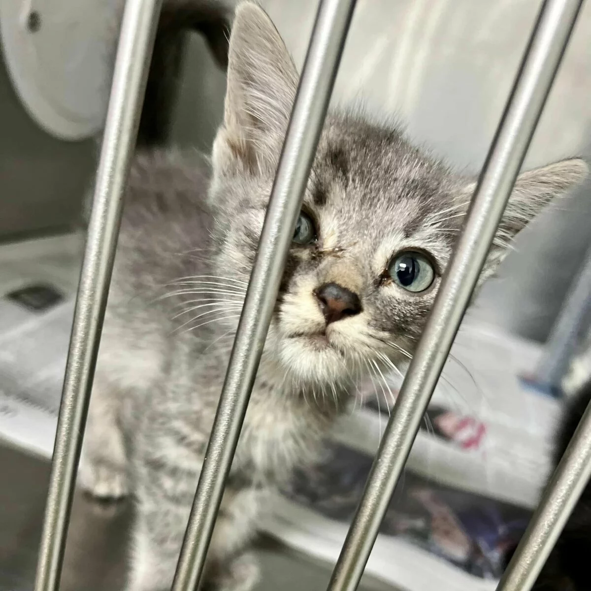 A small gray kitten with blue eyes looks through metal cage bars, appearing curious and slightly sad. The background shows newspaper lining the cage floor.
