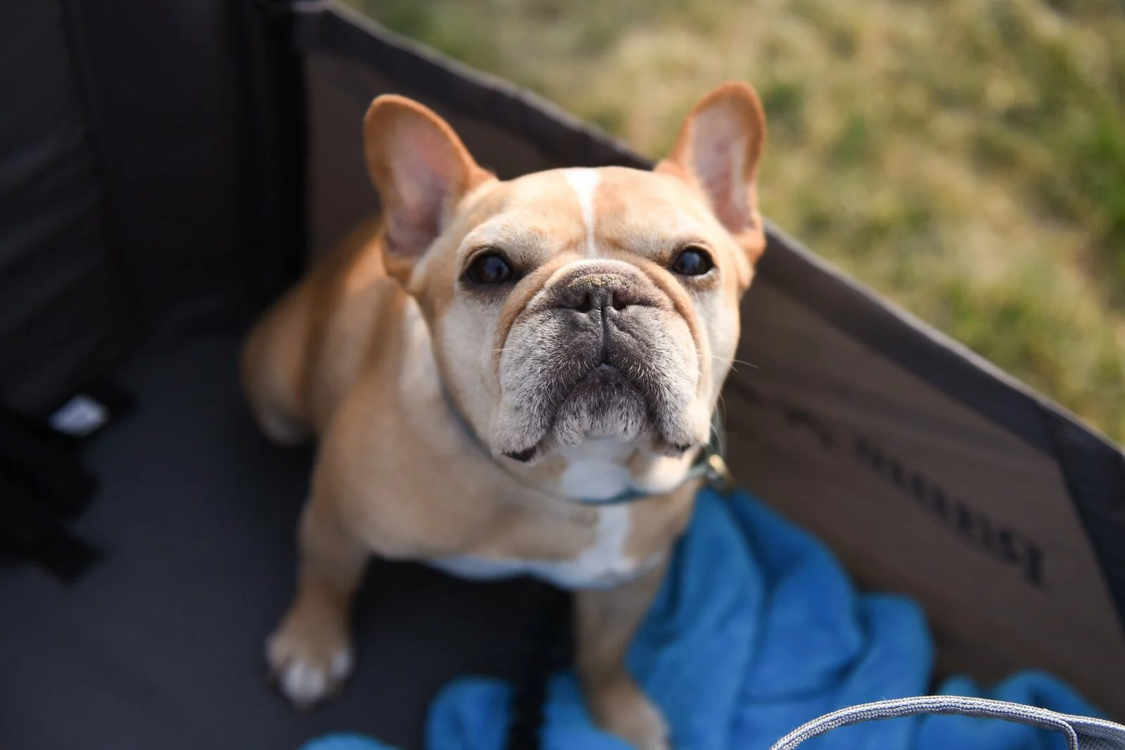 A tan and white French Bulldog looks up at the camera with large, round eyes, sitting on a blue blanket inside a shaded outdoor playpen. Grass is visible in the background.