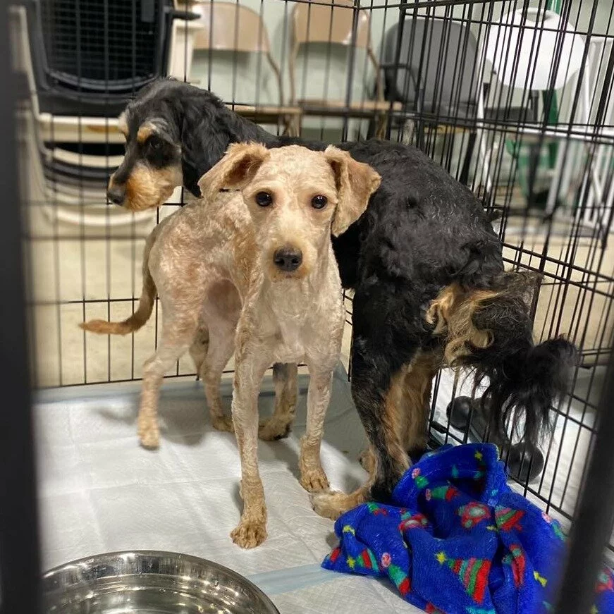 Two dogs stand together in a metal crate. One dog is light-colored with short fur and faces forward; the other is darker with longer fur, facing away. A blue blanket and a metal water bowl are on the floor of the crate.