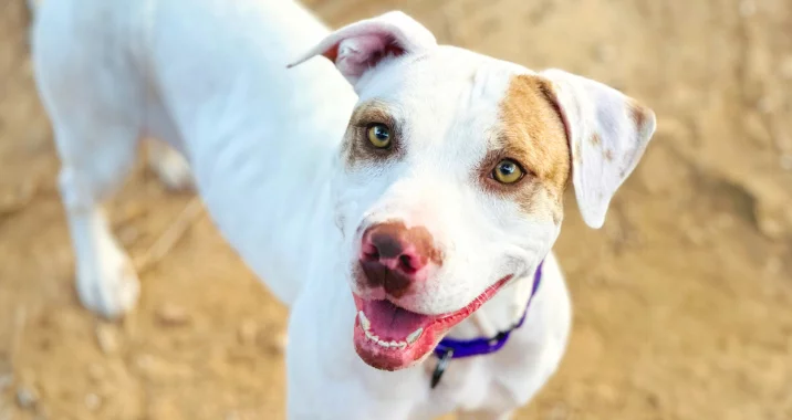 A happy white dog with light brown spots and a purple collar stands on sandy ground, looking up with bright eyes and an open-mouthed smile.