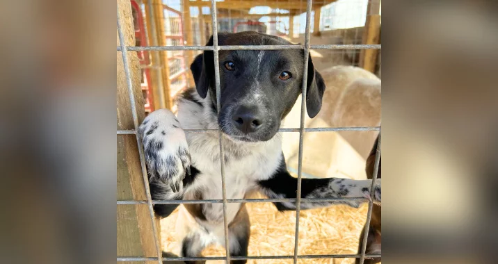 A black and white dog with spotted paws stands on its hind legs, pressing its front paws and face against the bars of a cage, looking out with a curious expression. The cage floor is covered with straw.