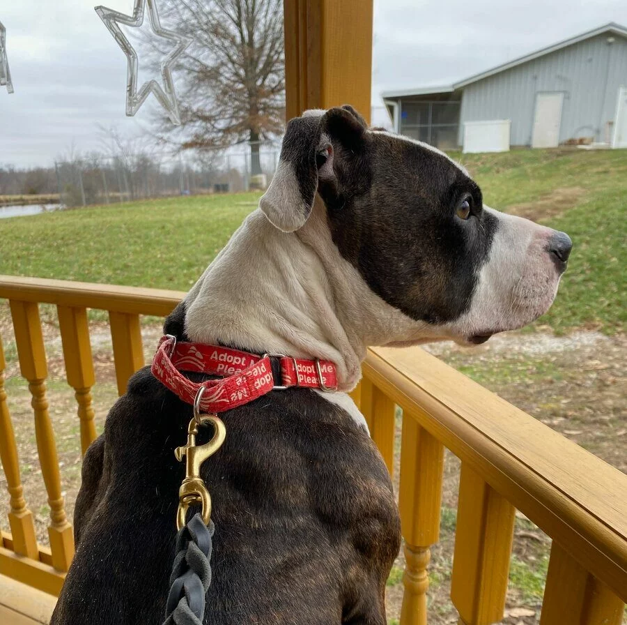 A black and white dog wearing a red collar that reads Adopt Me Please sits on a wooden porch, looking out at a grassy yard with a gray building and leafless trees in the background.